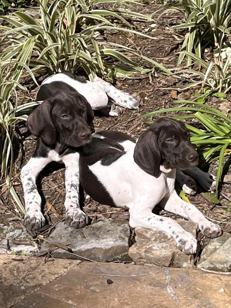 /Images/uploads/Southeast German Shorthaired Pointer Rescue/segspcalendarcontest/entries/31133thumb.jpg